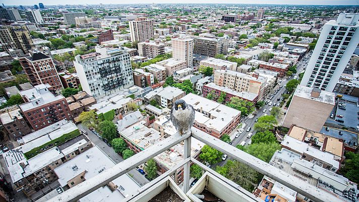 Somos Documentales - El halcón hiperveloz