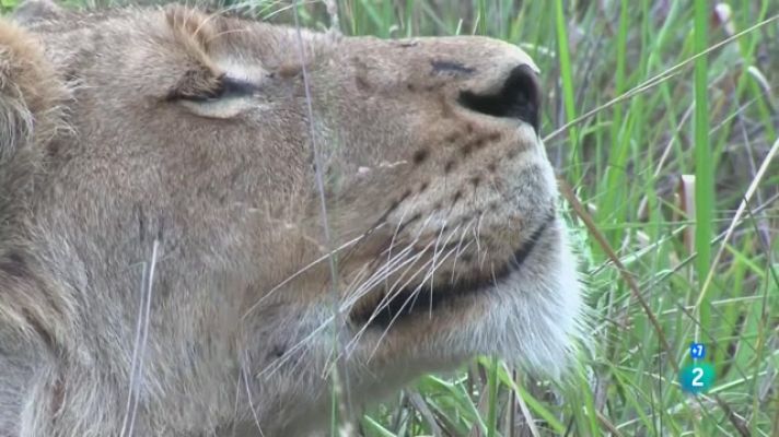 Som Documentals - Els sentits a la sabana