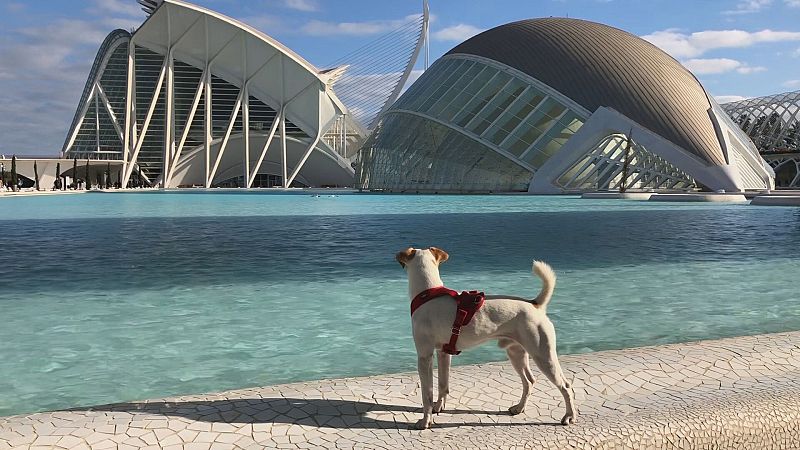 Comando actualidad - Amores perros