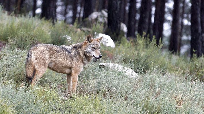 Telediario 1 - La caza del lobo ibérico ya está prohibida en toda España