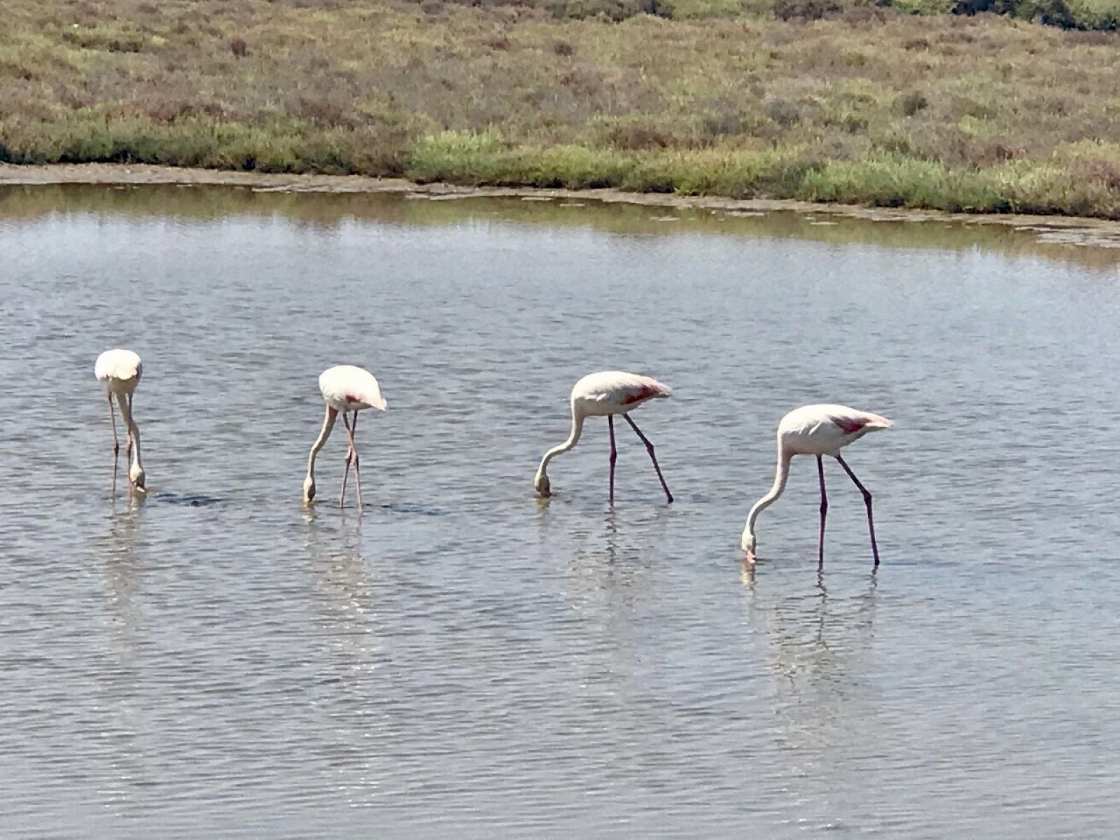 Riet Vell. Un proyecto de recuperación del Delta del Ebro