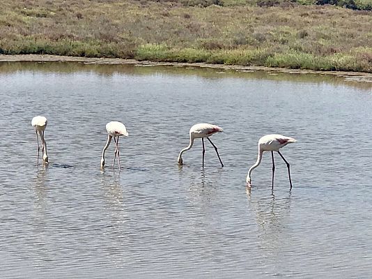 Para todos La 2 - Riet Vell. Un proyecto de recuperación del Delta del Ebro