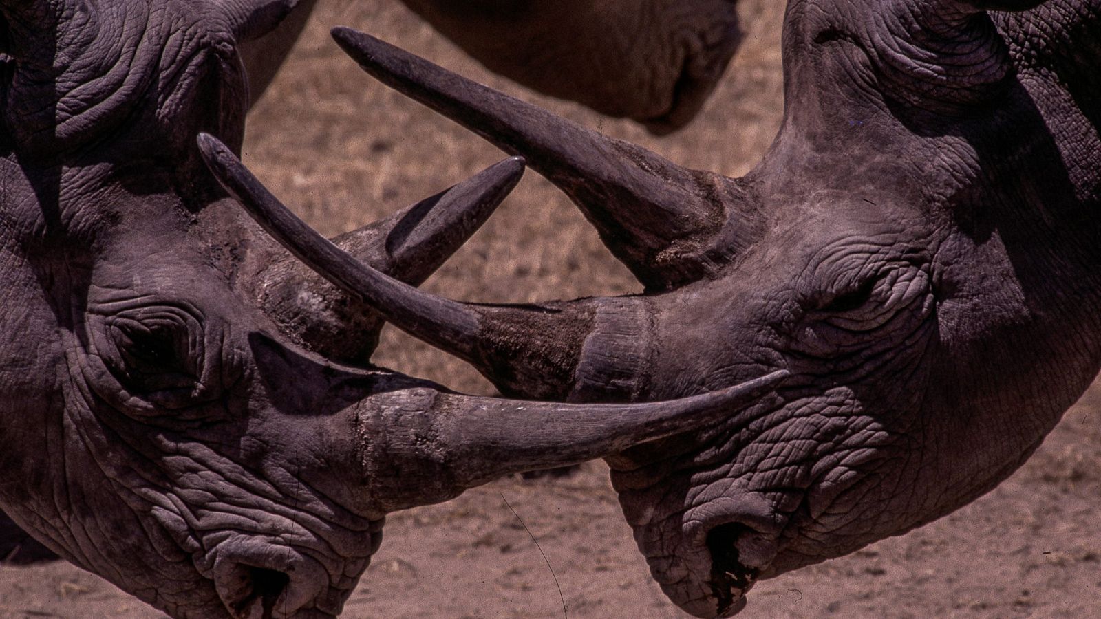 Los reinos de los depredadores de África - Episodio 1: Desiertos - ver ahora