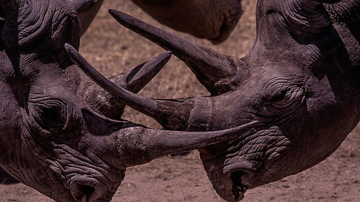 Los reinos de los depredadores de África - Desiertos