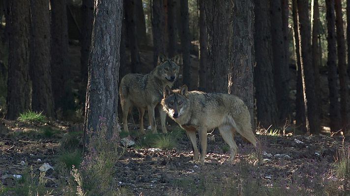 Reduce tu huella - El cuento no es como nos lo contaron