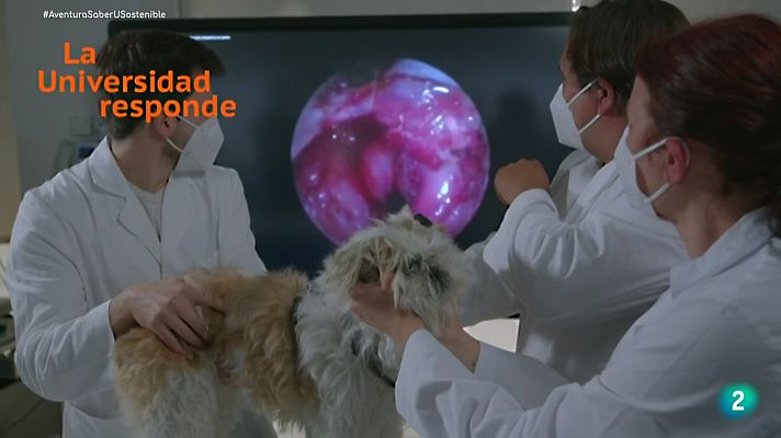 La aventura del Saber - ¿Por qué es Veterinaria una de las profesiones de moda?