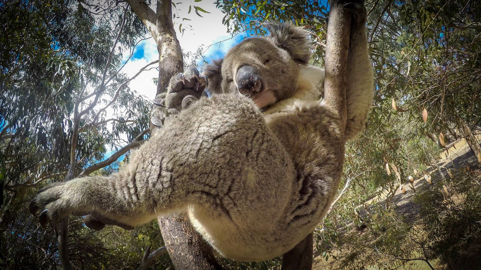 Espiando a la manada - Episodio 3: Amistad - ver ahora