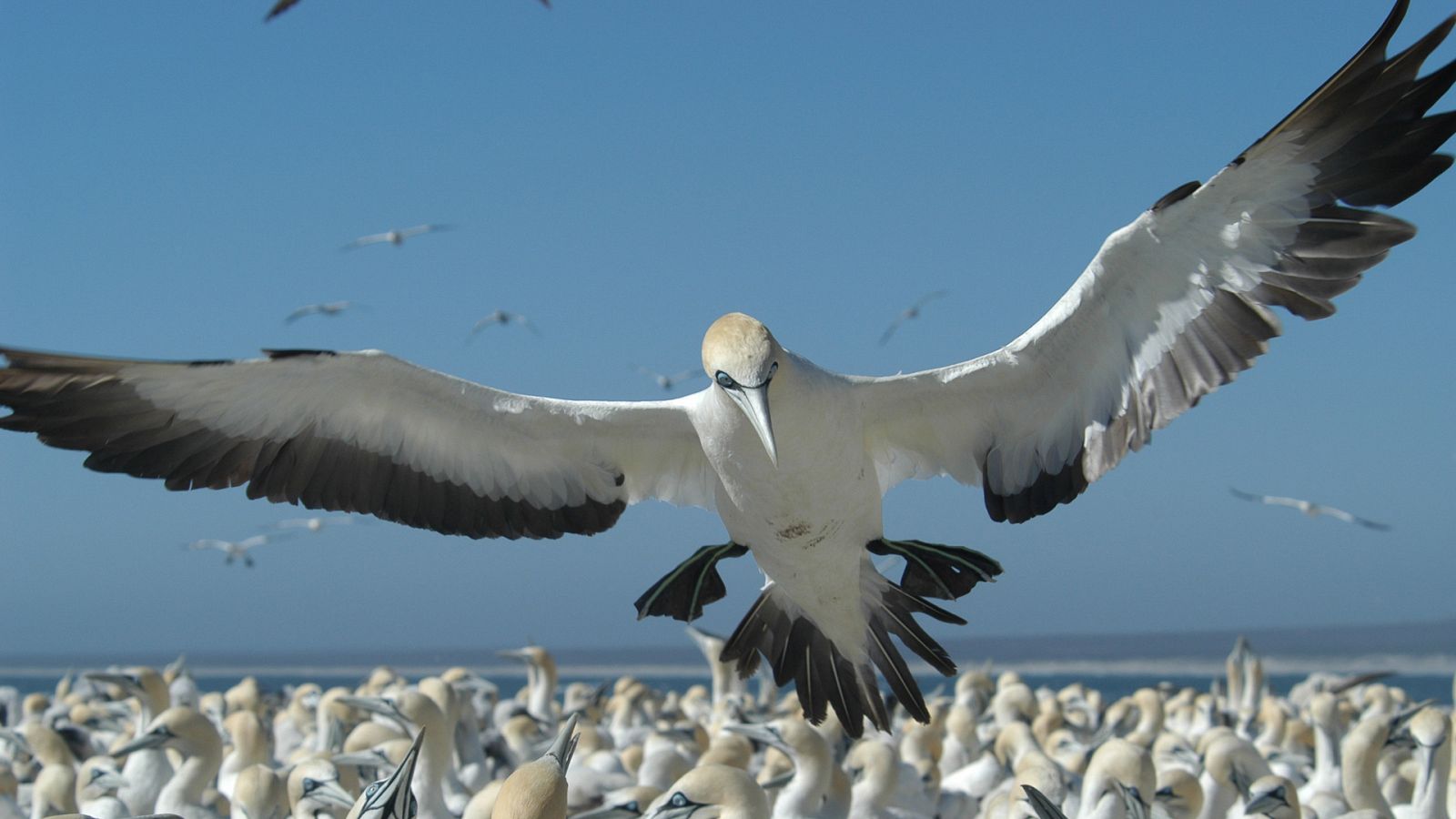 Los reinos de los depredadores de África - Episodio 2: Costas - ver ahora
