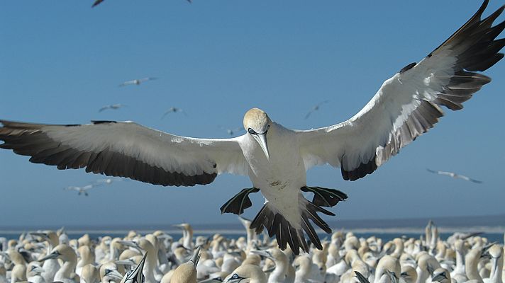 Los reinos de los depredadores de África - Costas