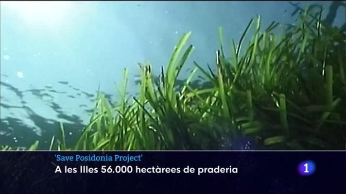 Informatiu Balear - Formentera i la posidònia