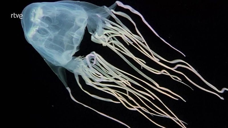 ¡Qué animal! - Episodio 15: Venenosos - ver ahora