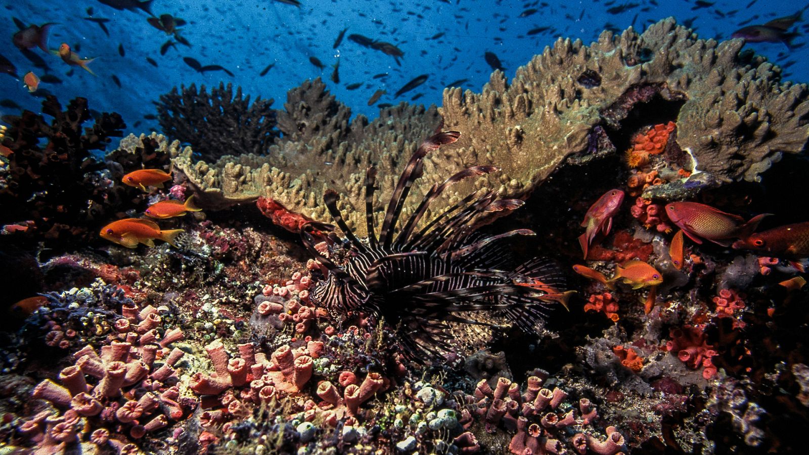 Los reinos de los depredadores de África - Episodio 3: Arrecifes - ver ahora