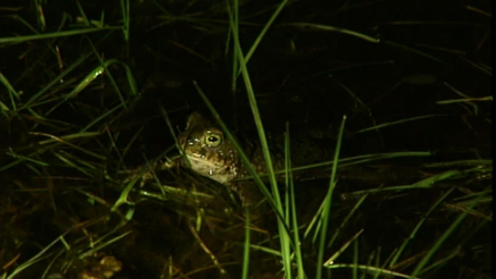 El universo escondido - Episodio 2: Los rincones del agua - ver ahora