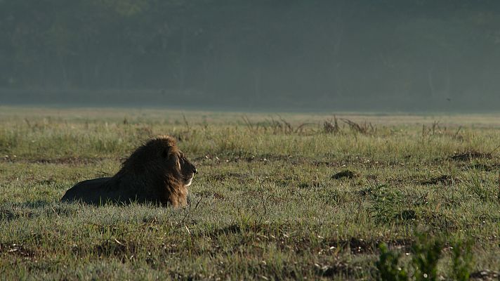Los reinos de los depredadores de África - Sabanas
