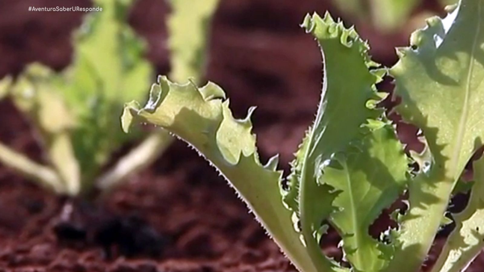 RiegoDeficitario Agronomía Crue UniversidadPolitecnicaCartagena #AventuraSaberUResponde