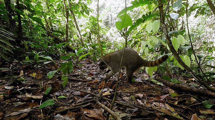 Planeta selva - El Edén tropical. Selvas americanas