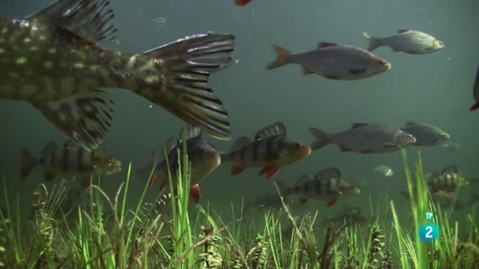 Grans documentals. La salvatge mar Bàltica. Entre Finlàndia i Suècia - Veure ara