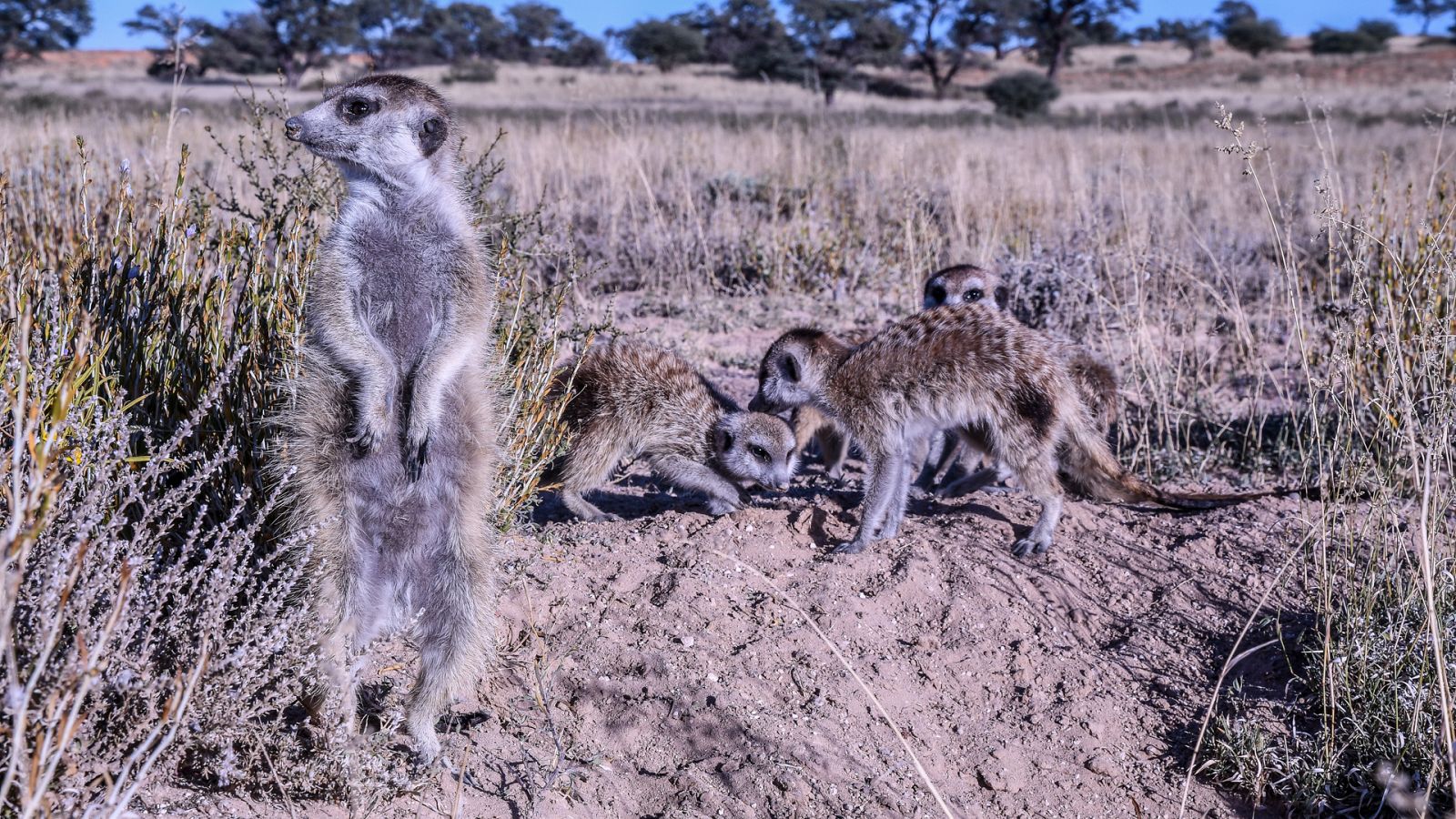Los reinos de los depredadores de África - Episodio 5: El Kalahari - ver ahora