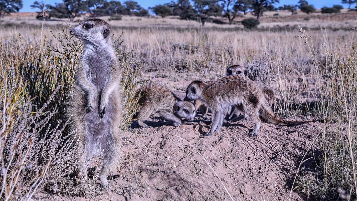 Los reinos de los depredadores de África - El Kalahari