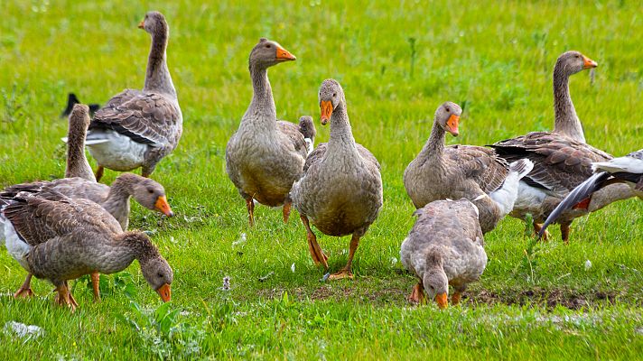 Aquí la Tierra - Nos enseñan a pastorear ocas en Cantabria