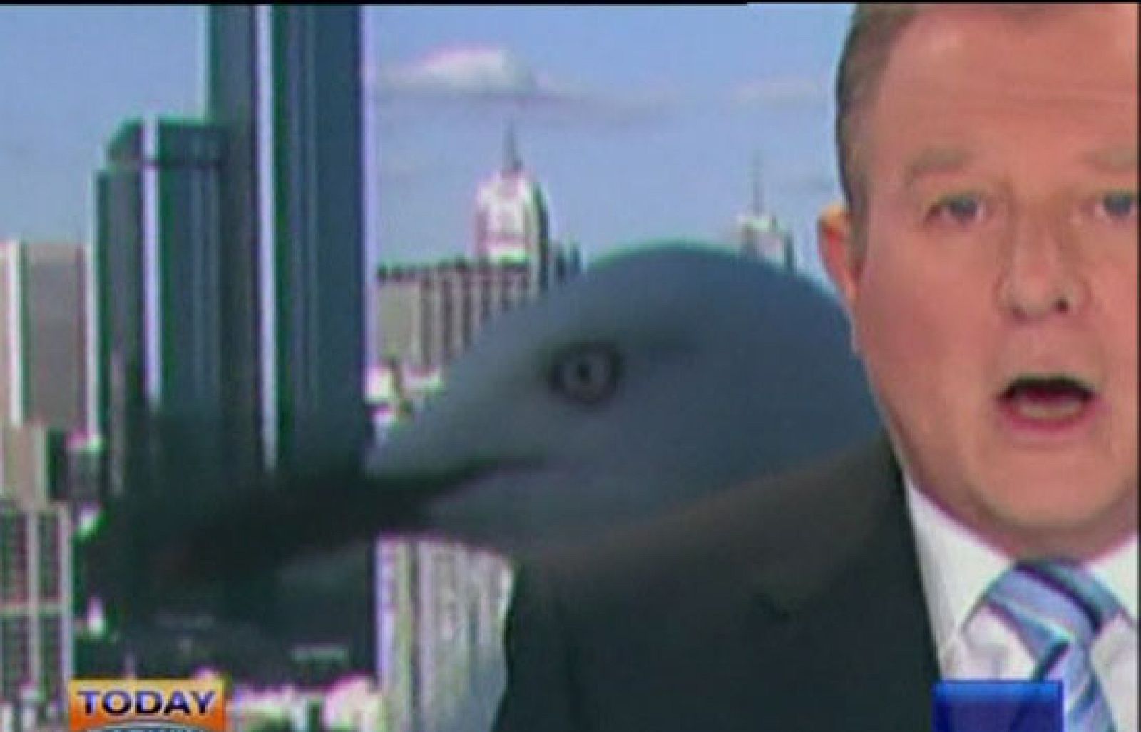 Susto en directo por una gaviota | Ver