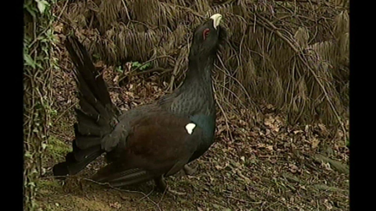 El universo escondido - Episodio 4: El país de las sombras - ver ahora