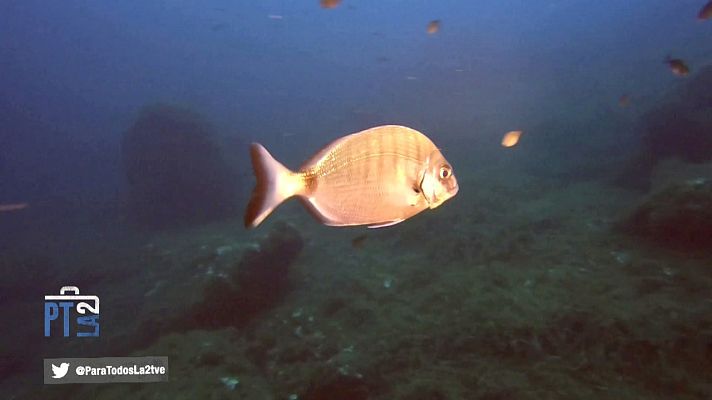 Para todos La 2 - El valor de las reservas marinas. Reportaje en Mallorca