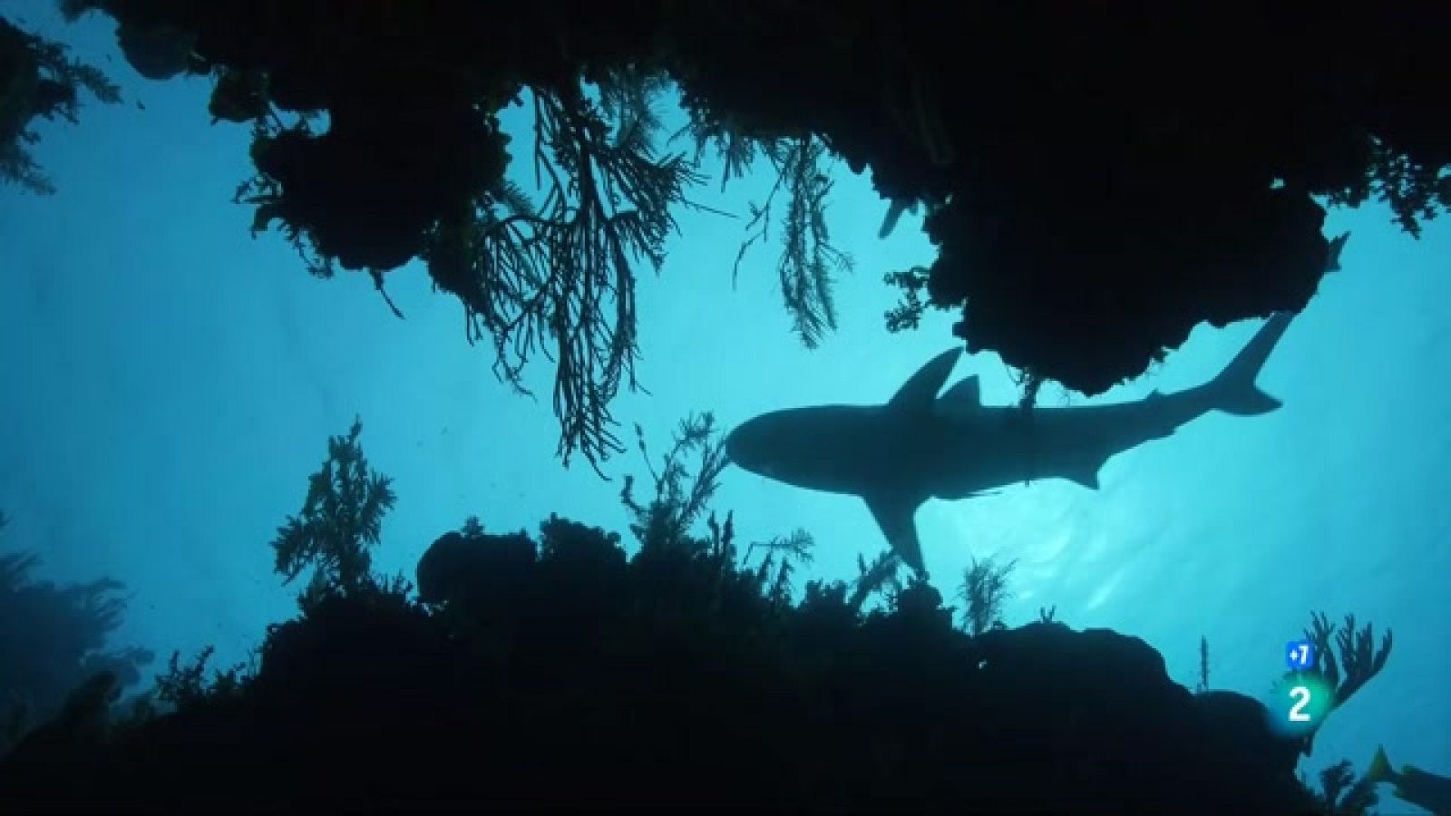 Grans Documentals - El Carib salvatge: els ritmes de la vida. Els caçadors - Veure ara