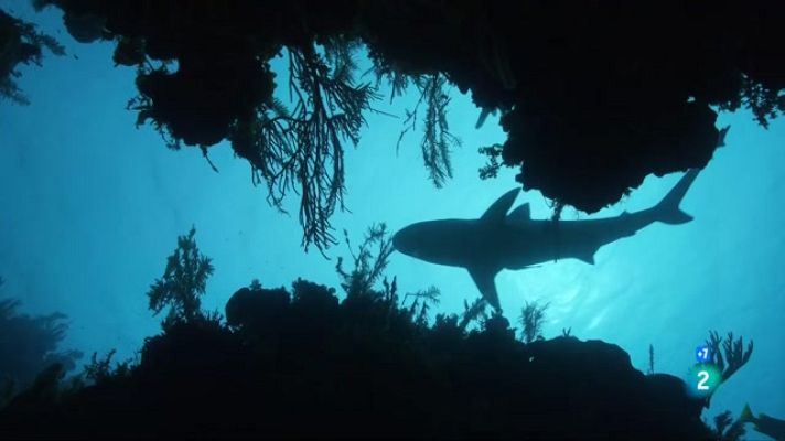 Som Documentals - El Carib salvatge: els ritmes de la vida. Els caçadors