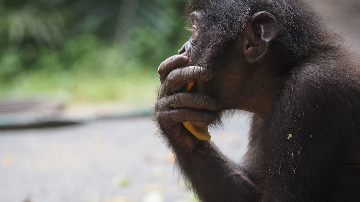 Atlántico - Territorio indómito