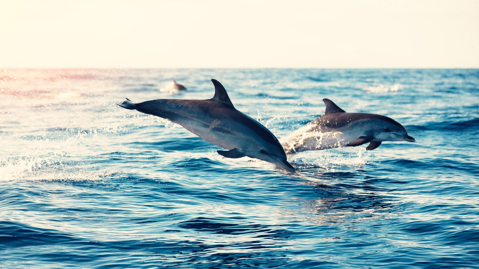 Somos documentales - Delfines salvajes - ver ahora