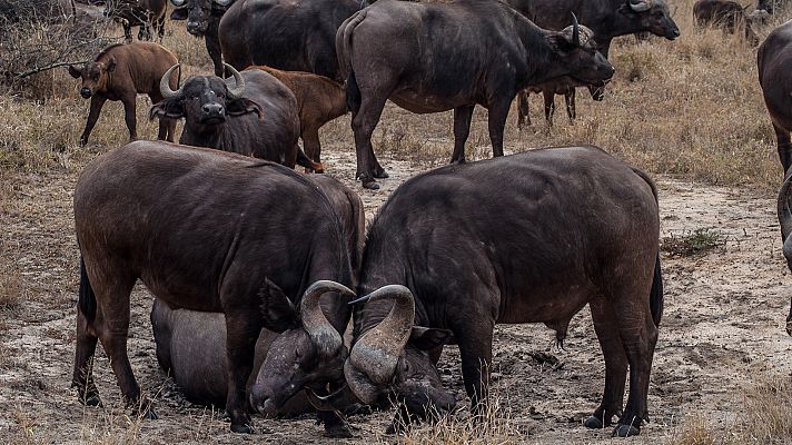 Los reinos de los depredadores de África - La sabana arbolada del África Austral