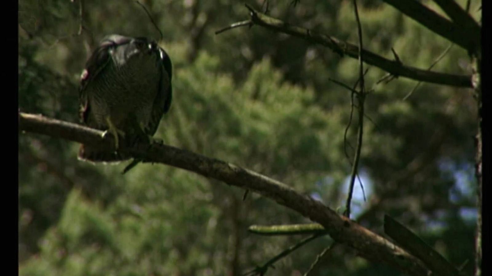 El universo escondido - Episodio 5: El bosque inmutable