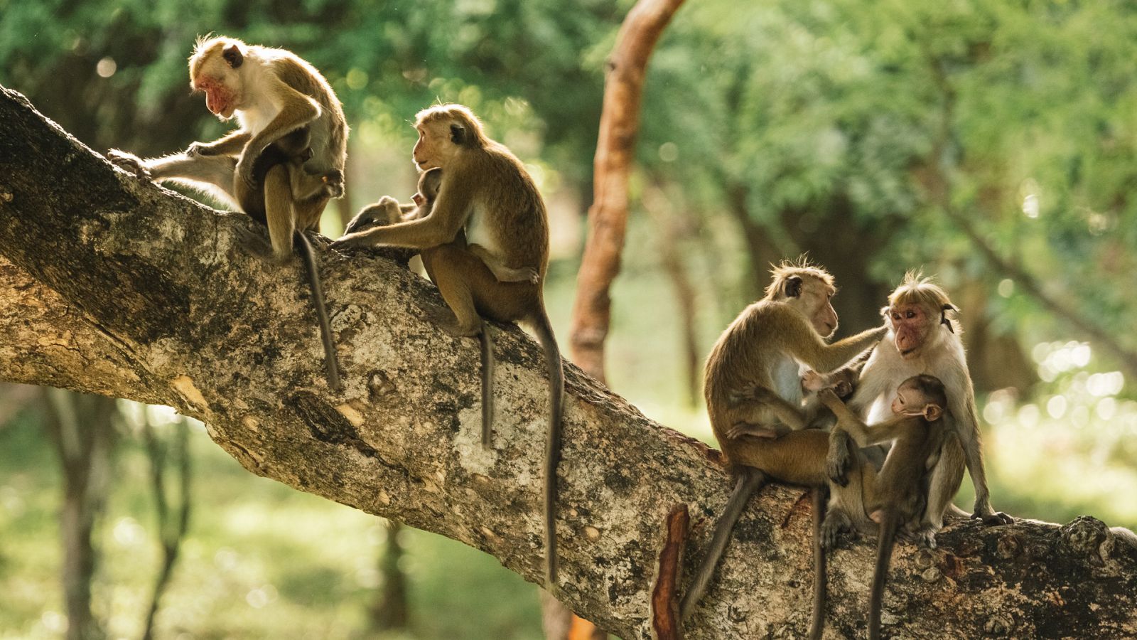 La isla de los monos - Episodio 1: Historia de una madre - Ver ahora