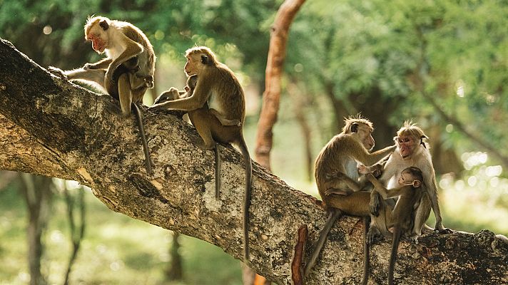 La Isla de los Monos - Historia de una madre