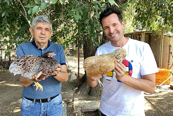 Aquí la Tierra - Conocemos el mundo de las gallinas enanas
