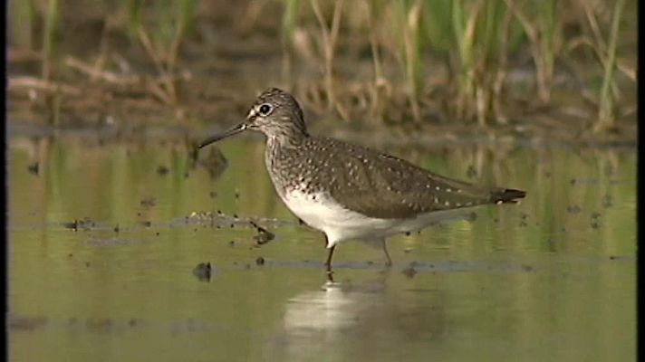 El universo escondido - El borde de la sal