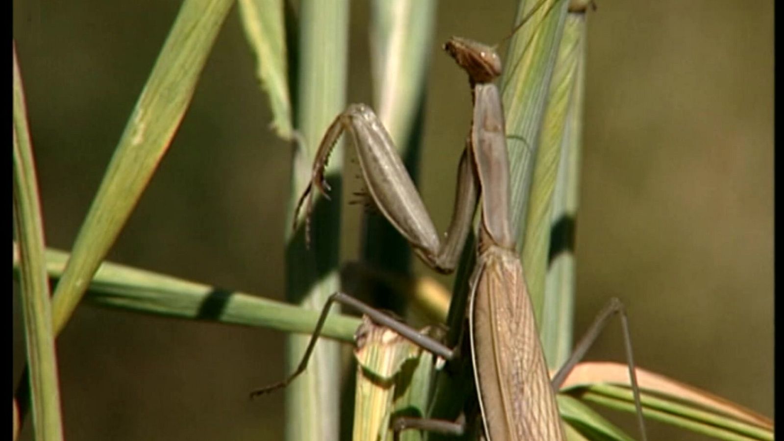 El Universo escondido - Episodio 9: Una parcela del paraíso - ver ahora