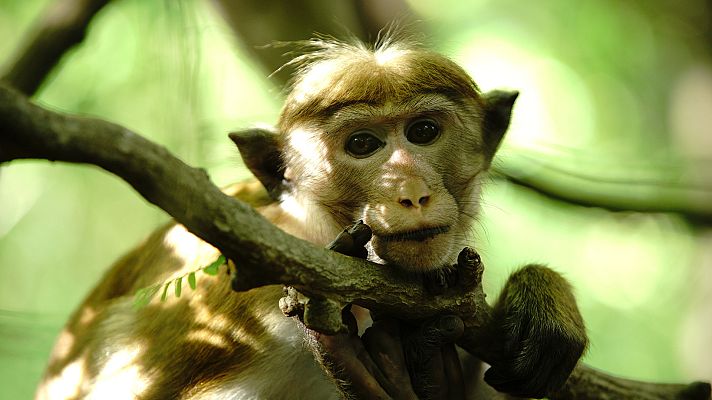 La Isla de los Monos - Irse de casa