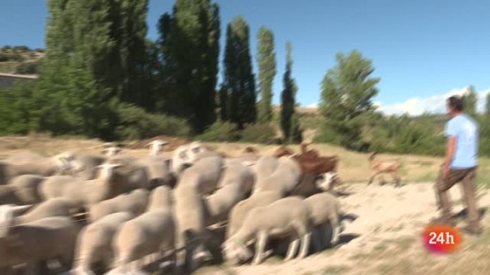  - Relevo en el rebaño