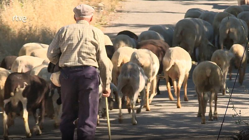 Repor - Relevo en el rebaño