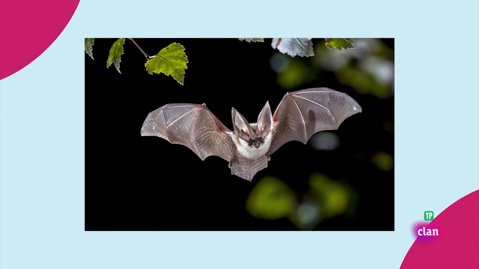 Aprendemos en Clan - CIENCIAS NATURALES - Murciélagos - RTVE.es - Aprendemos en Clan | Ver