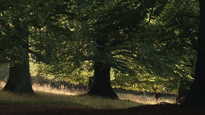 Cultura en Rtve.es - RTVE.es estrena el tráiler de 'La vida secreta de los árboles': la naturaleza como nunca la habías pensado