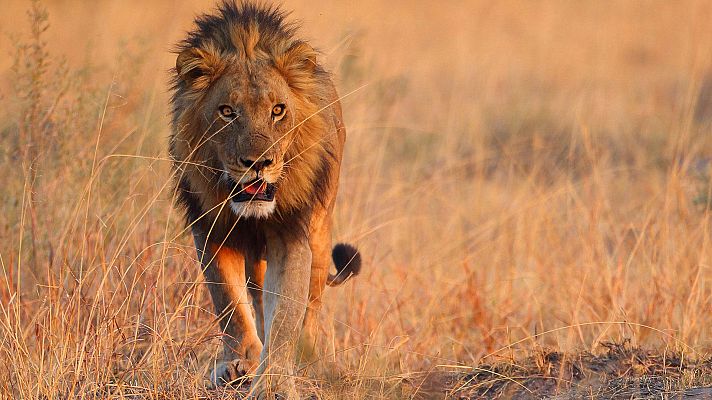 Somos Documentales - Felinos bajo amenaza