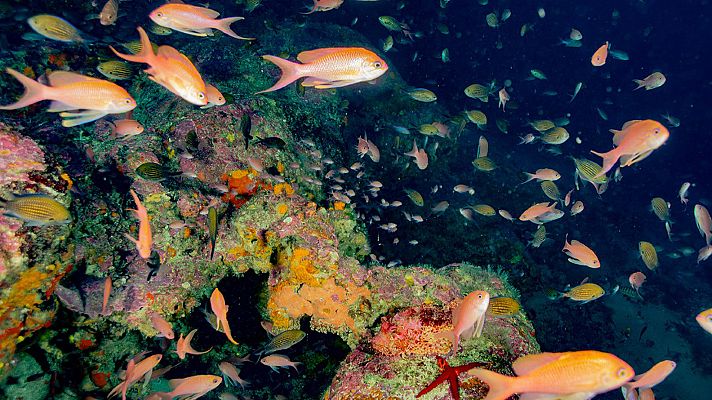 Para todos La 2 - Para todos La2 - 02/10/21 - Lengua de signos