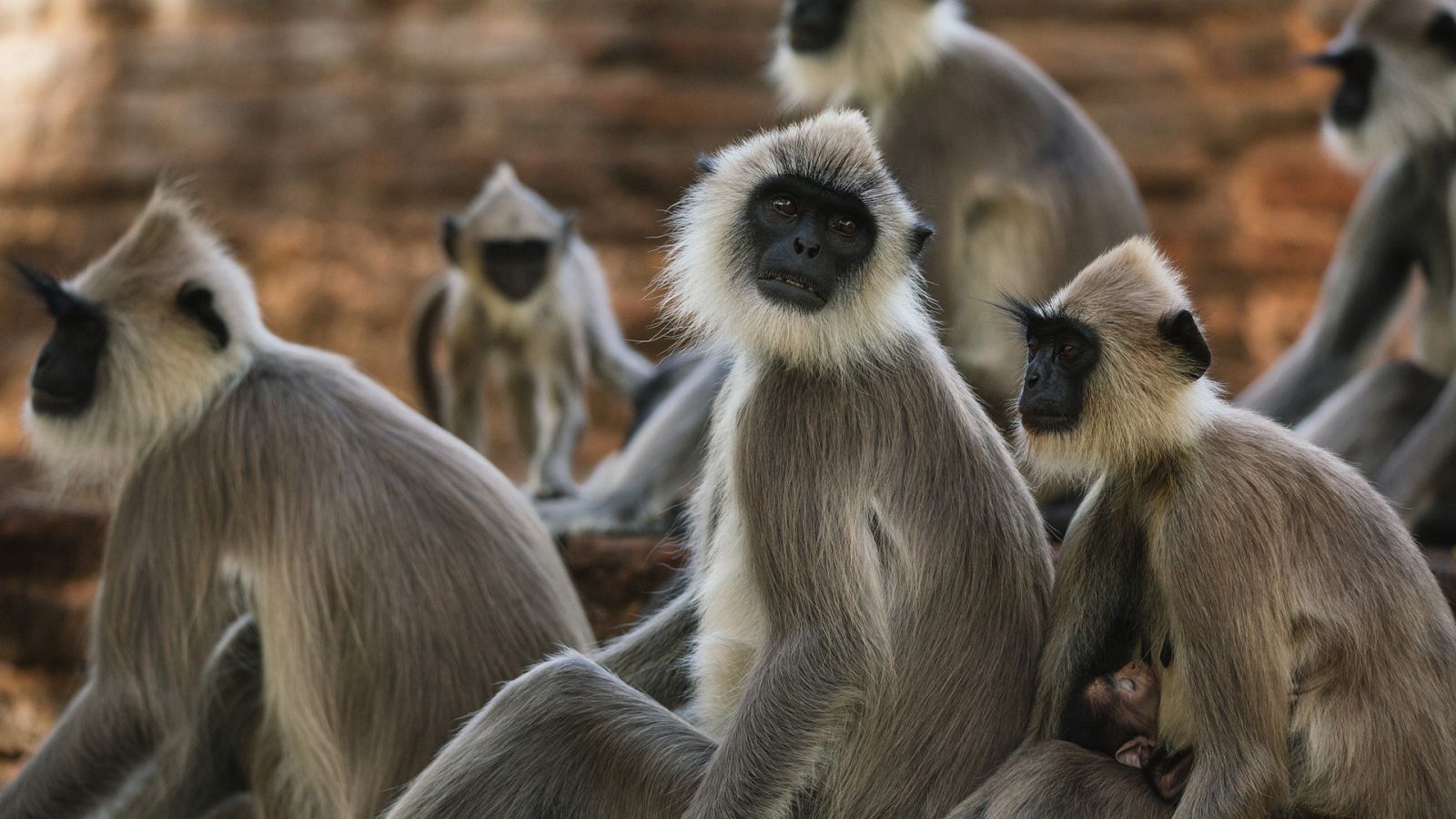 La isla de los monos - Episodio 3: Problemas en el paraíso - Ver ahora