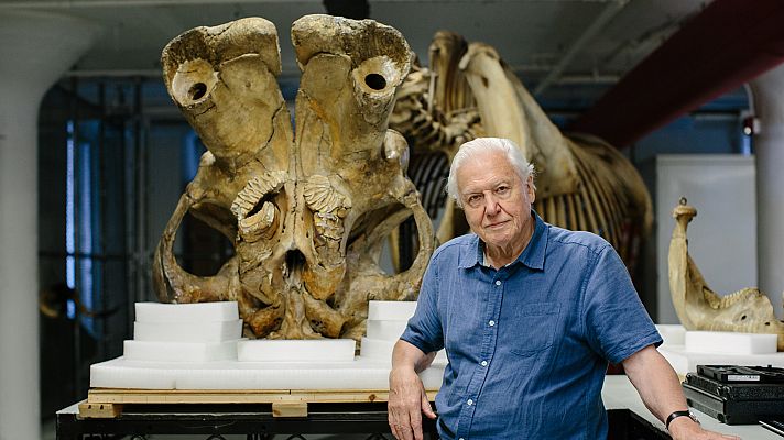 Somos Documentales - David Attenborough y el elefante gigante