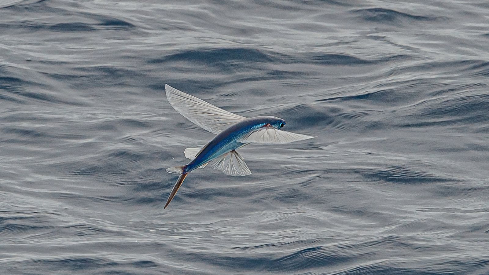 Aquí la Tierra - El arte de la pesca en Estepona: nos enseñan a pescar pez volador
