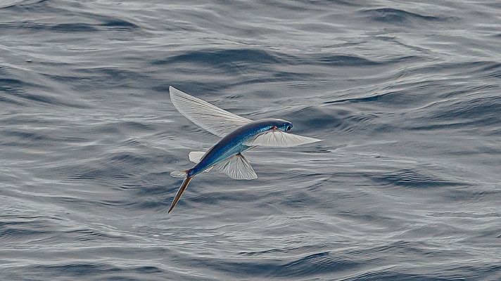 Aquí la Tierra - El arte de la pesca en Estepona: pescamos pez volador
