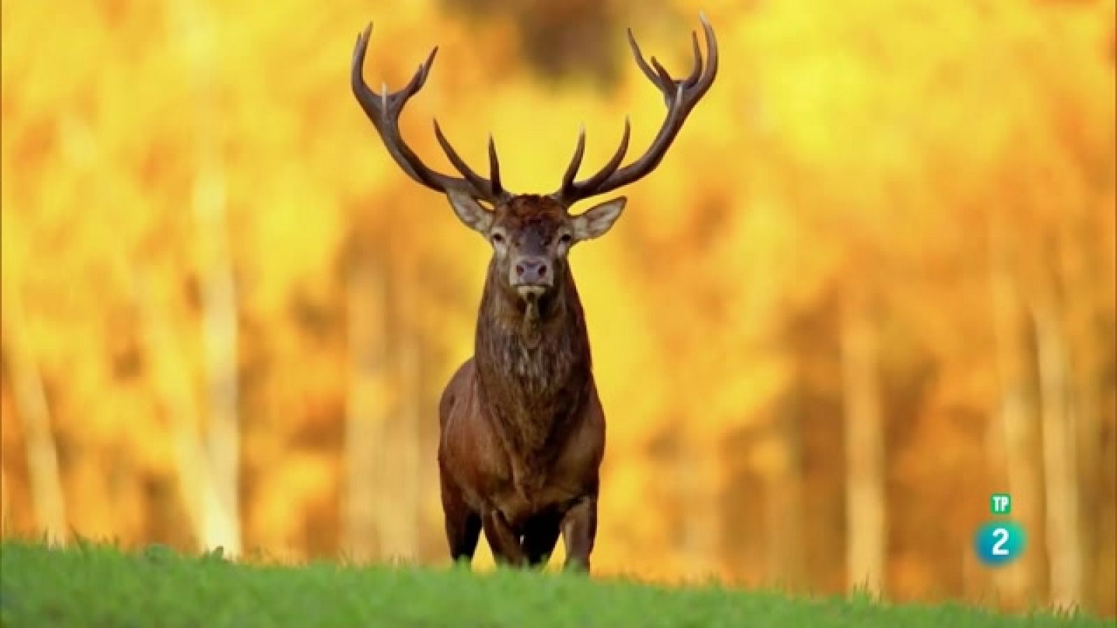 Grans Documentals - El rei del bosc - Veure ara